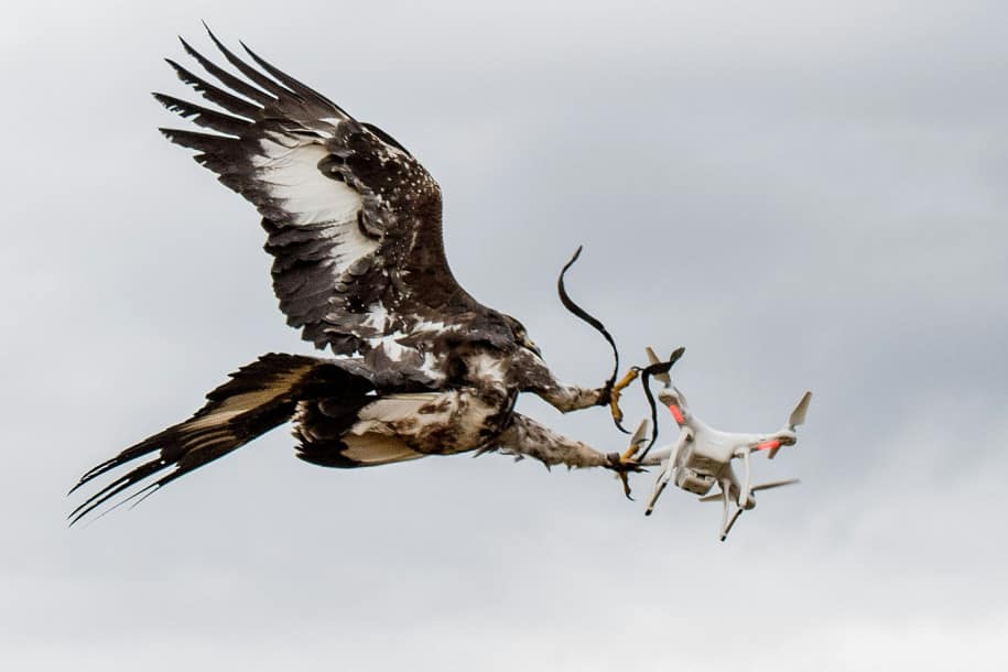 Las águilas anti-drones ahora serán usadas en Francia.